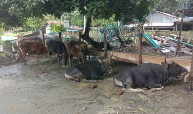 Momentum Idul Adha di Kabupaten Kepulauan Yapen, 106 Ekor SAPI Siap Diqurbankan