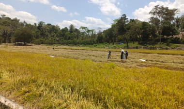 Usai Perbaikan Bendung Air, Petani Sawah Tumbudadio Koltim Nikmati Hasil Panen Yang Melimpah