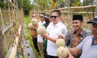 Hadiri Panen Buah Melon Di Loea, Bupati Koltim Sampaikan Hal Ini Ke Petani