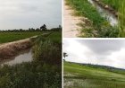 Diduga Dana Bantuan Optimalisasi Lahan (Oplah) Di 5 Kecamatan Kabupaten OKU Timur Tidak Tepat Sasaran.