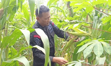 Panen Jagung, Wujud Nyata Ketahanan Pangan Brimob Polda Metro Jaya