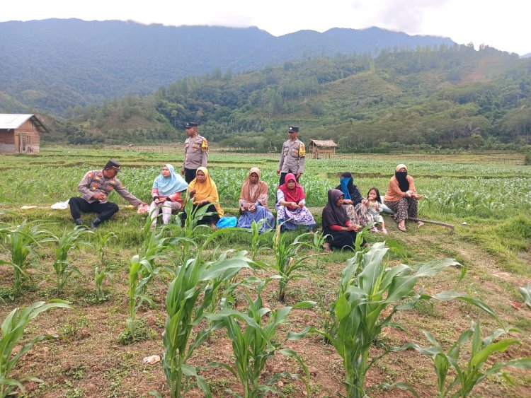 Kapolsek Bintang Bersama Anggota dan Petani Gotong Royong Rawat Lahan Jagung Dukung Ketahanan Pangan