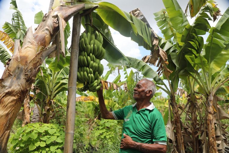 Kampung Reforma Agraria Baumata di Kupang, Capai Kemandirian Ekonomi Melalui Budidaya Pisang Cavendish