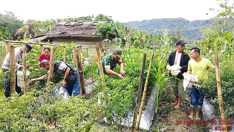 Pemerintah Desa Hililaora Nias Selatan Laksanakan Panen Perdana Cabai Ketahanan Pangan Bersama Camat Siduaori, Danramil dan Polsek Lahusa
