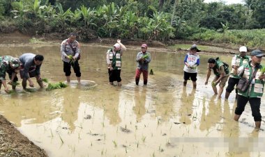 Kapolsek Dampingi Kelompok Tani Tanam Padi dan Sosialisasi 110 di Gunung Labuhan
