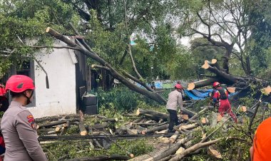 Tim SAR Ditsamapta Patroli Jaga Jakarta Tangani Pohon Tumbang di Jakpus