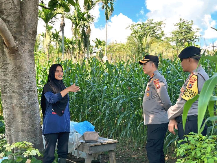 Kapolres Pidie Cek Perkembangan Lahan Jagung Binaan di Keumala