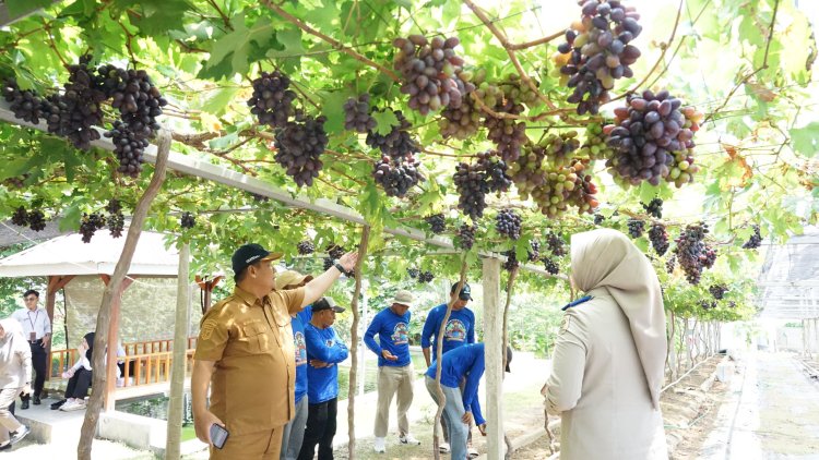 ‎Kementerian Agraria dan Tata Ruang/Badan Pertanahan Nasional (ATR/BPN) Jadi Kawasan Agrowisata Favorit Kota Palu, Kebun Anggur Duyu Bangkit Bukti Kerja GTRA