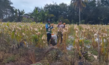 Dukung Ketahanan Pangan, Bhabinkamtibmas Dampingi Panen Jagung Bersama Petani di Tanjung Dalom