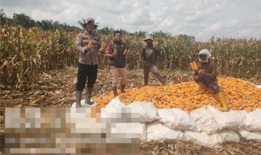 Swasembada Pangan di Negara Batin, Polisi dan Warga Panen Jagung Serentak Kuartal I