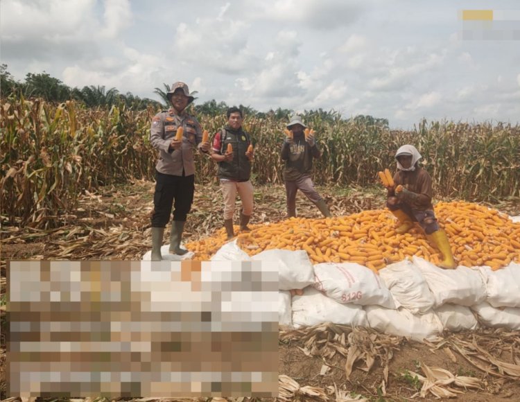Swasembada Pangan di Negara Batin, Polisi dan Warga Panen Jagung Serentak Kuartal I