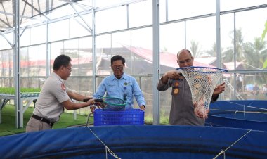 Panen Parsial Ke-3, Greenhouse Palmerah Jakarta Barat Hasilkan Ratusan Kilogram Ikan Nila Merah