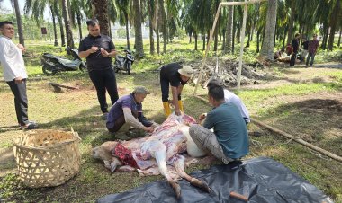 Idul Adha 2026, PT Cut Meutia Medika Nusantara Qurbankan 5 Ekor Sapi untuk Masyarakat
