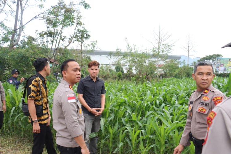 Kapolres Aceh Tengah Tinjau Perkembangan Tanaman Jagung Program Ketahanan Pangan