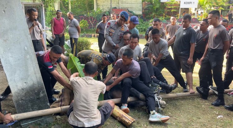 Batalyon D Pelopor Gelar Penyembelihan Hewan Qurban Idul Adha 2026