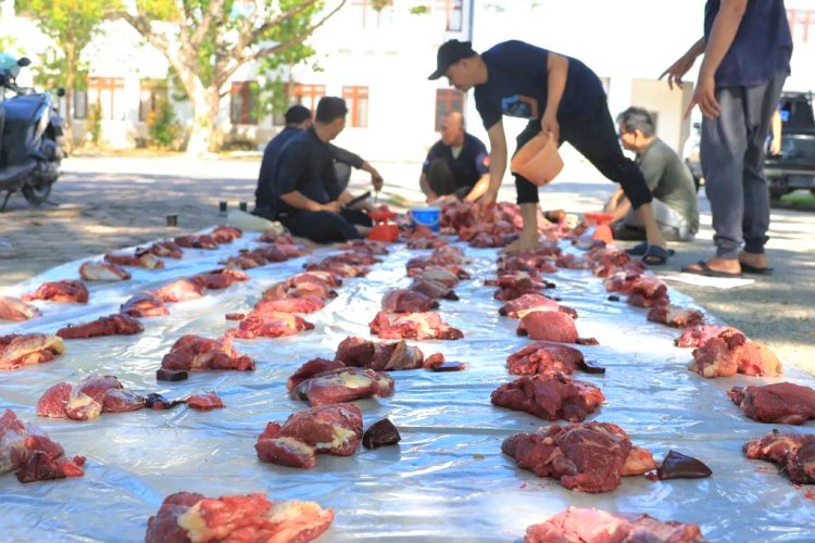 Semangat Berbagi di Hari Raya, Universitas Samudra Sembelih 27 Ekor Sapi Kurban