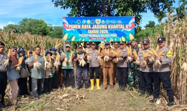 Panen Raya Jagung Kuartal II, Polsek Keumala Perkuat Sinergi Wujudkan Swasembada Pangan