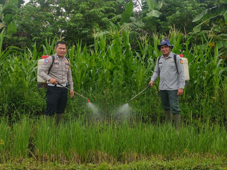 Satlantas Polres Kuningan Bersama Kelompok Tani Desa Cibulan dan Dinas Pertanian Kecamatan Cidahu Laksanakan Perawatan Tanaman Jagung Dalam Rangka Ketahanan Pangan