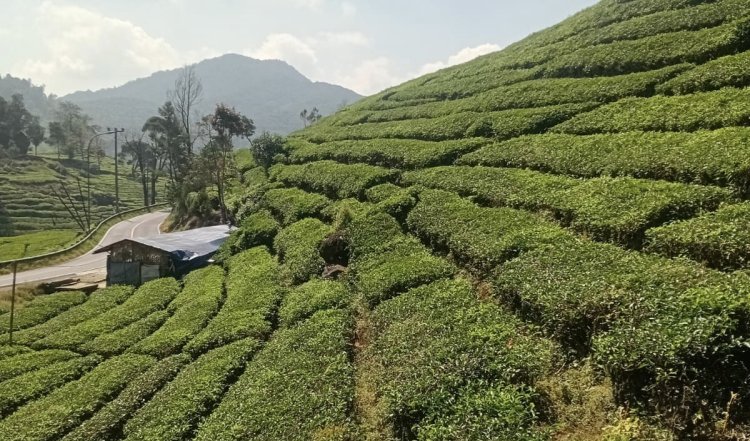 Pesona Wisata Nusantara : Ciwidey, Permata Alam Bandung yang Menjadi Andalan Pariwisata Nasional