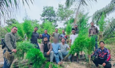 Polres Langsa Bongkar Ladang Ganja di Perkebunan Sawit, 83 Batang Tanaman Siap Panen Diamankan