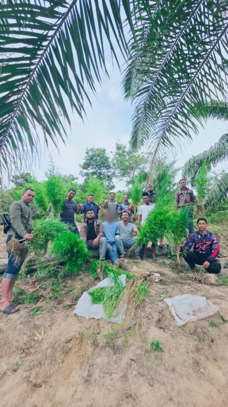 Polres Langsa Bongkar Ladang Ganja di Perkebunan Sawit, 83 Batang Tanaman Siap Panen Diamankan