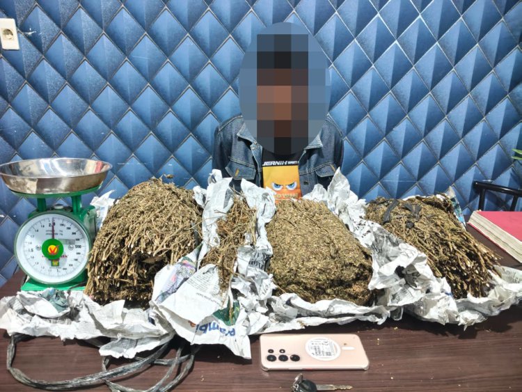 Perburuan Tuntas! Satresnarkoba Polres Aceh Barat Bekuk DPO Narkotika, 3,1 Kilogram Ganja Disita