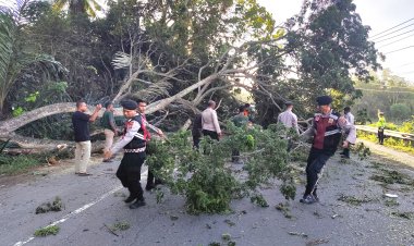 Gerak Cepat Polres Pidie Evakuasi Pohon Tumbang di Grong-Grong, Arus Banda Aceh–Medan Kembali Lancar