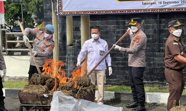 Polres Aceh Tengah Sita dan Musnahkan 101,9 Kg Ganja, Bandar Narkoba Diingatkan Tak Main-main