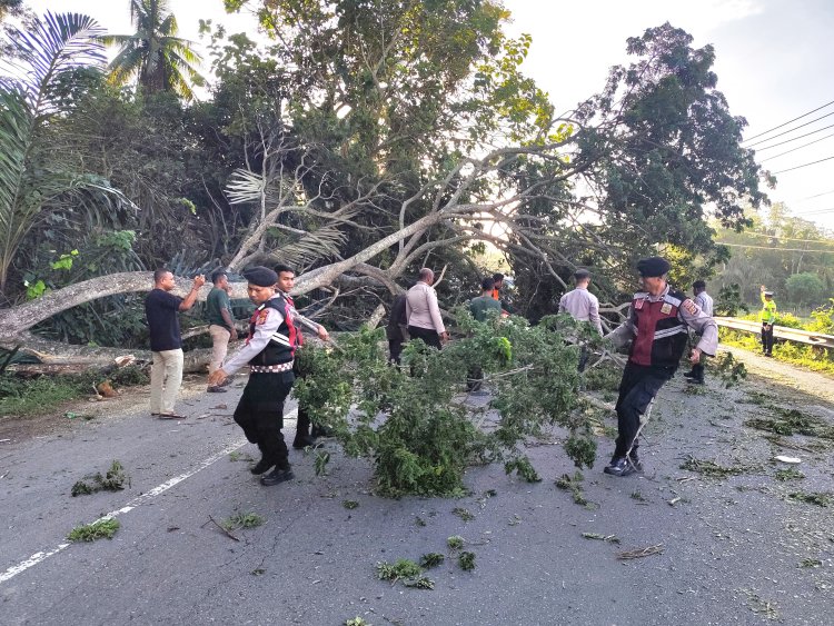 Gerak Cepat Polres Pidie Evakuasi Pohon Tumbang di Grong-Grong, Arus Banda Aceh–Medan Kembali Lancar