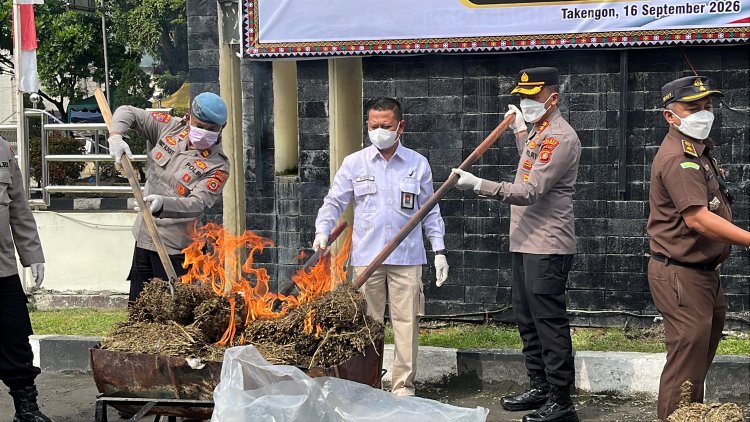 Polres Aceh Tengah Sita dan Musnahkan 101,9 Kg Ganja, Bandar Narkoba Diingatkan Tak Main-main
