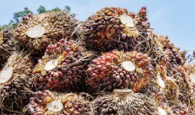 Harga Sawit di Aceh Utara Masih Rp2.600-an, Petani Keluhkan Pembelian di Bawah Rp3.000