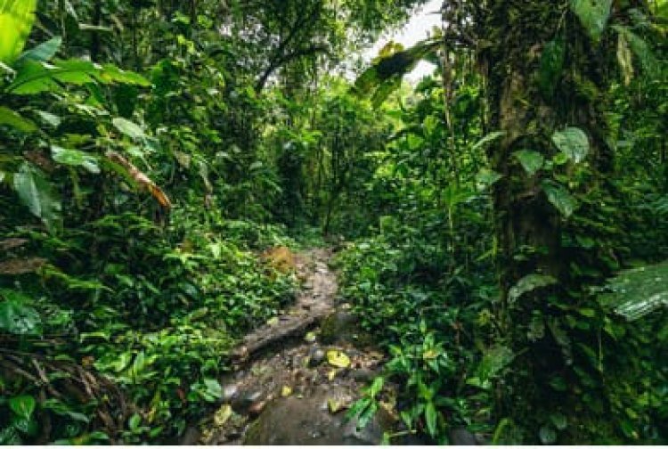 PT CKT Di Duga Ubah Hutan Cagar Alam Jadi Perkebunan Kelapa Sawit. BKSDA Jambi Bungkam