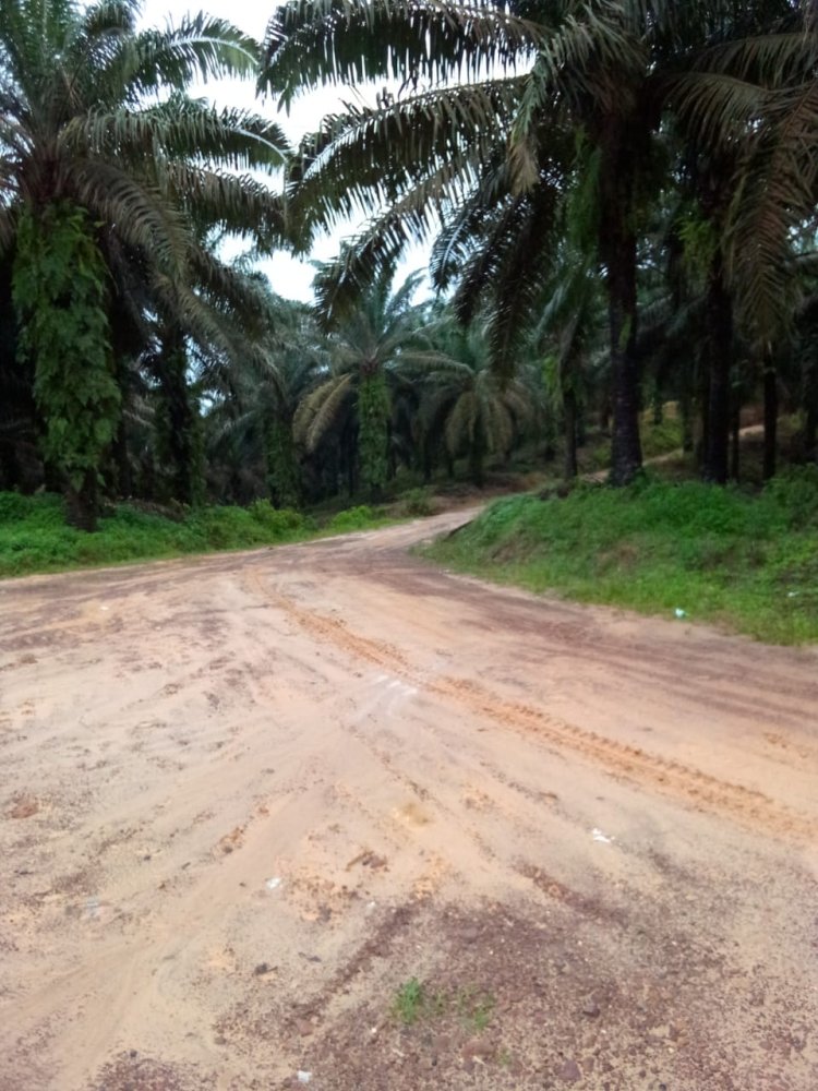 Hutan Cagar Alam Dan Produksi Berubah Jadi Kebun Kelapa Sawit. Miris !! Tidak Tersentuh Hukum