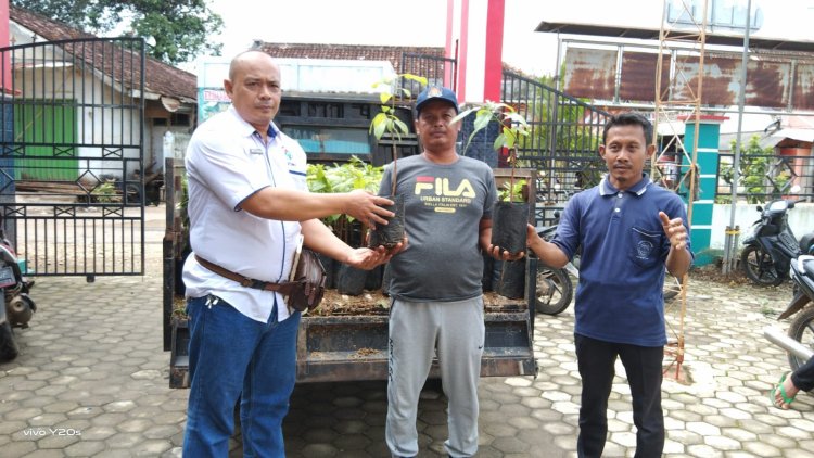 PEMBAGIAN BIBIT DI LAKSANAKAN DI BALAI PEKON BANYUMAS KABUPATEN PRINGSEWU