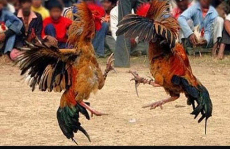 Oknum Kakam Tri Tunggal Jaya Bersama 5 Kawannya Ditangkap Polisi di Gelanggang Sabung Ayam
