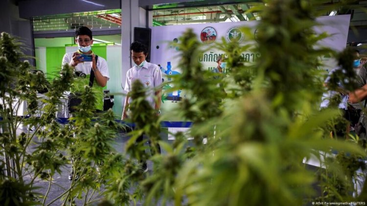Pemerintah Membagikan 1 Juta Bibit Ganja Untuk Masyarakat