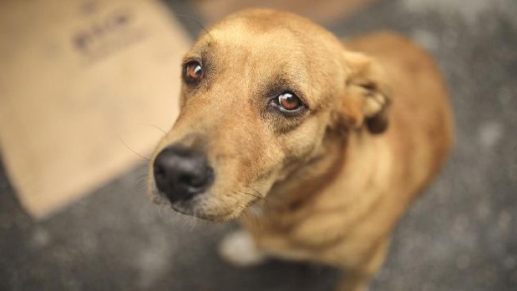 Kisah Seekor Anjing Menunggu Pemiliknya yang Telah Tiada Setiap Hari
