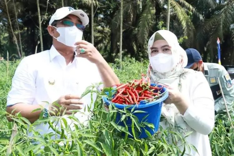 Didampingi Istri Bupati Panen Cabai, Zainudin : Hasilnya Bisa Sampai 80 Juta !