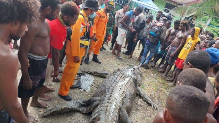 Potongan Tubuh Ditemukan di Perut Buaya Raksasa