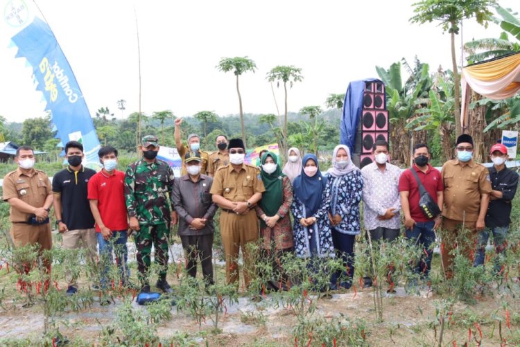 25 persen Cabai Merah Dipasok Petani Tanjab Barat, Bupati : Mudah-Mudahan Dapat Dipertahankan