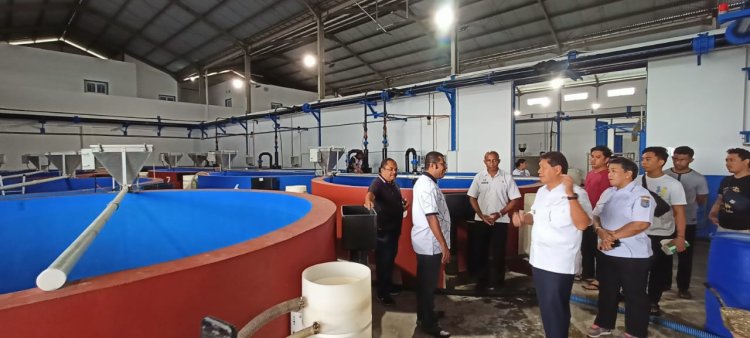 Hatchery (Tempat Penetasan) Ikan Baramundi (Kakap Putih) pada PT. Yamase "Potensi PAD Kabupaten Kepulauan Yapen Kedepannya" Ucap Bupati Tonny Tesar 
