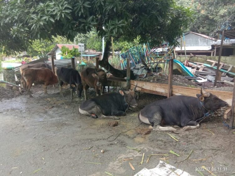 Momentum Idul Adha di Kabupaten Kepulauan Yapen, 106 Ekor SAPI Siap Diqurbankan