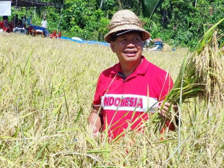 Dukung Pertanian Padi Pemda Kepulauan Yapen Rencanakan APBD 2023 untuk "Pembukaan Lahan Pertanian dan Pengadaan Bibit"