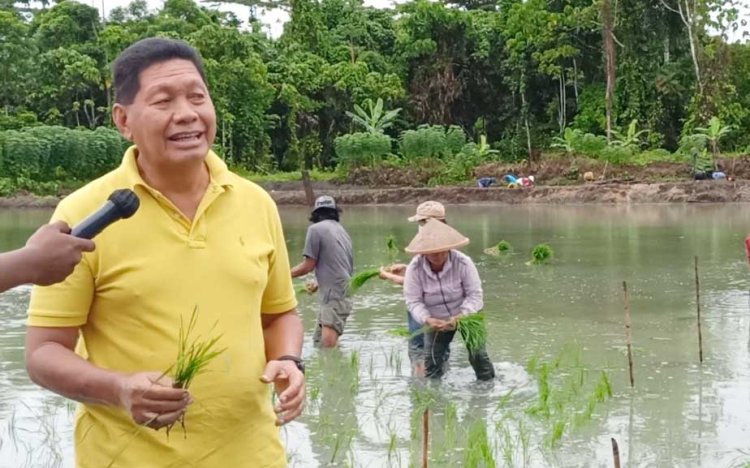 Kompak Turun ke Sawah, Bupati Tonny Tesar, Wakil Bupati Frans Sanadi dan Plt. Sekda Erny R. Tania Ikut Tanam Benih Padi