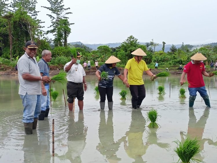 Kompak Turun ke Sawah, Bupati Tonny Tesar, Wakil Bupati Frans Sanadi dan Plt. Sekda Erny R. Tania Ikut Tanam Benih Padi