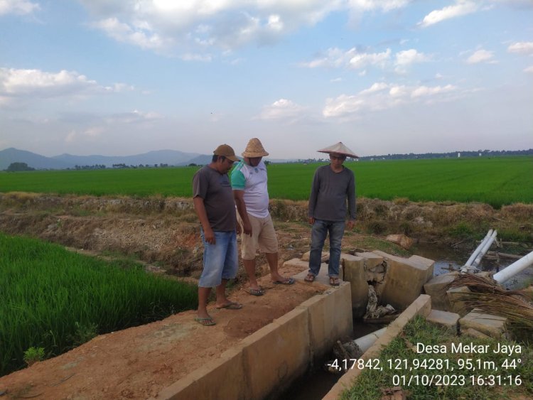 Alami Kekeringan Sawah Di Sejumlah Wilayah Dangia, Pemda Koltim Langsung Tangani