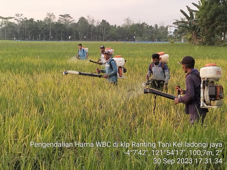 Petani Sawah Di Poli-Polia Keluhkan Hama Wereng Coklat, Pemda Koltim Langsung Turun Tangan