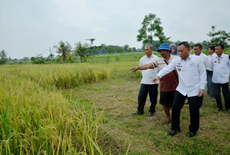 JAGA KETAHANAN PANGAN DAN TEPIS ISU GAGAL PANEN, QOMARU TERJUN KE SAWAH