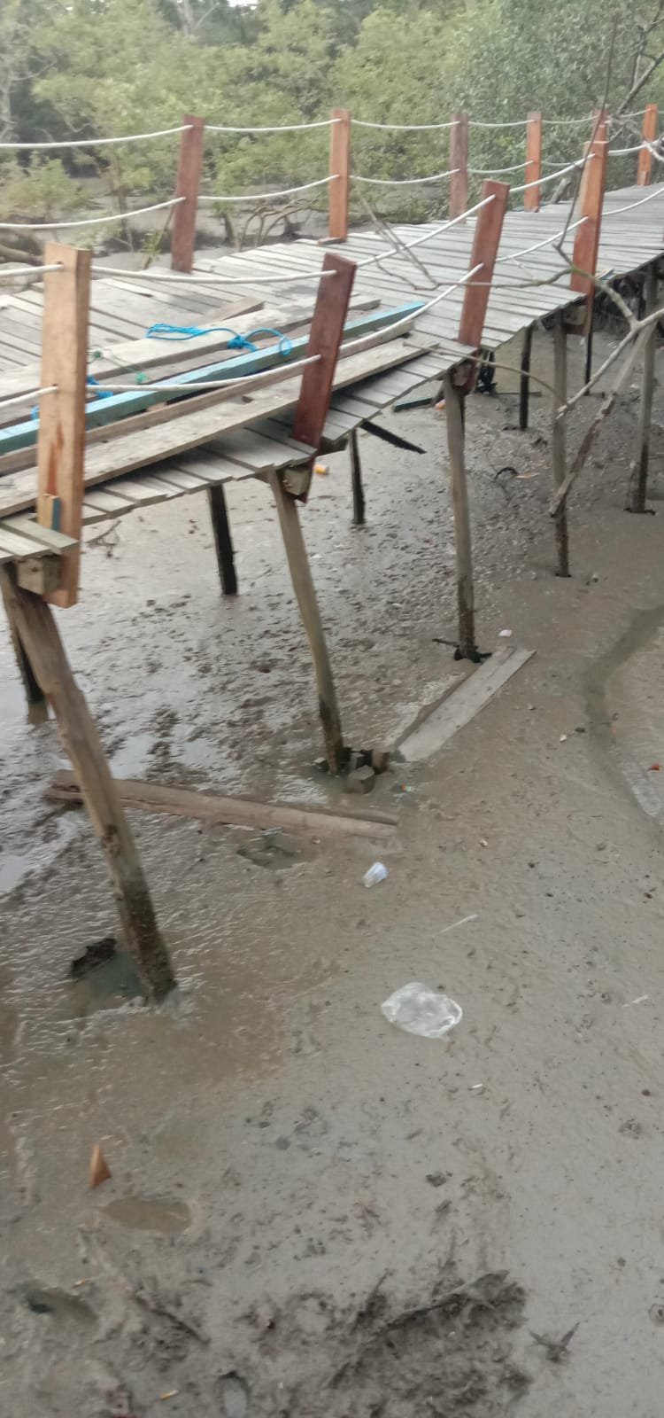 Pantastis! Jembatan Kayu Mangrove Menghabiskan Anggaran Milyaran Hampir Menelan Korban