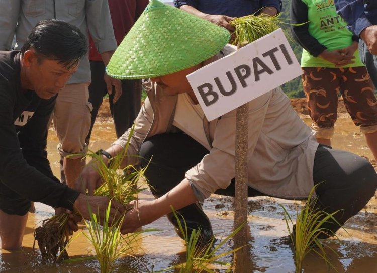 Tingkatkan Produksi Padi Di Kolaka Timur, Bupati Azis Tanam Perdana Padi Sawah di Tongauna